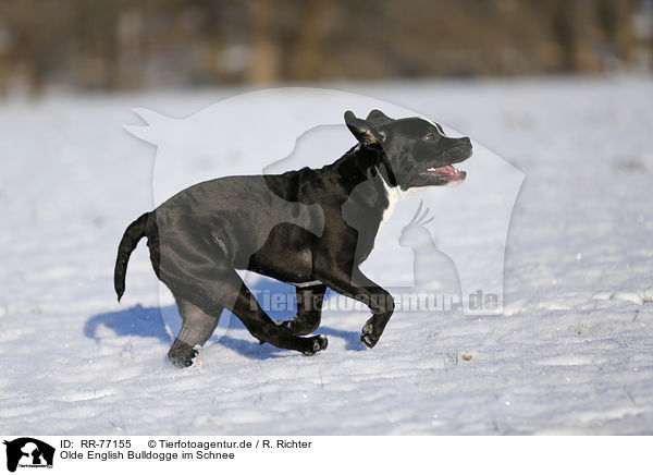 Olde English Bulldogge im Schnee / RR-77155