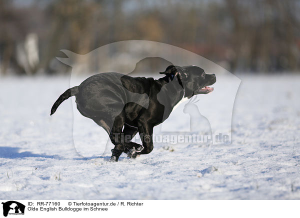 Olde English Bulldogge im Schnee / RR-77160