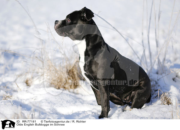 Olde English Bulldogge im Schnee / RR-77181