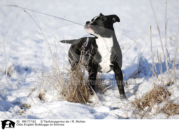 Olde English Bulldogge im Schnee / RR-77182