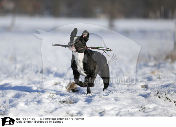 Olde English Bulldogge im Schnee / RR-77193
