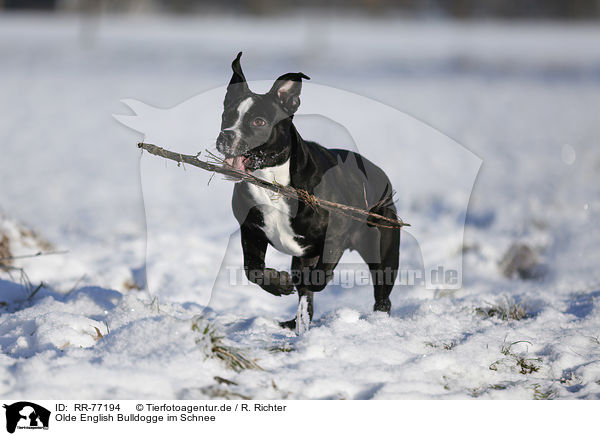 Olde English Bulldogge im Schnee / RR-77194