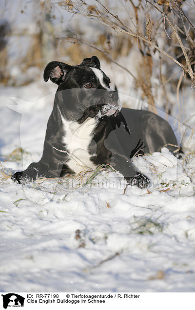 Olde English Bulldogge im Schnee / RR-77198