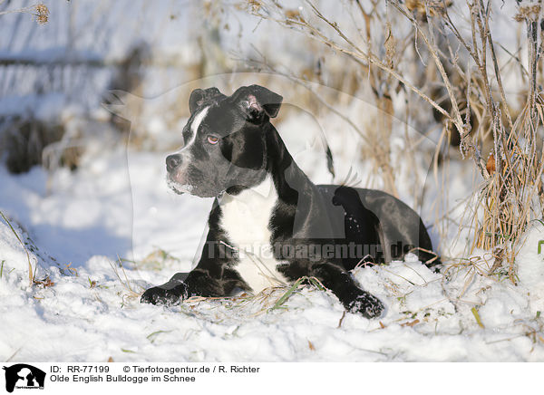 Olde English Bulldogge im Schnee / RR-77199