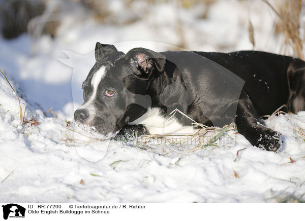 Olde English Bulldogge im Schnee / RR-77200