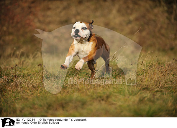 rennende Olde English Bulldog / YJ-12034