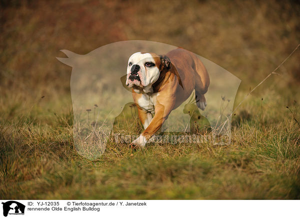 rennende Olde English Bulldog / YJ-12035