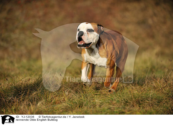 rennende Olde English Bulldog / YJ-12036