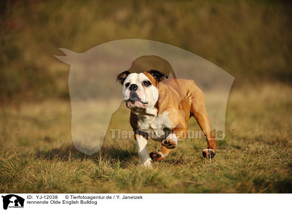 rennende Olde English Bulldog / YJ-12038