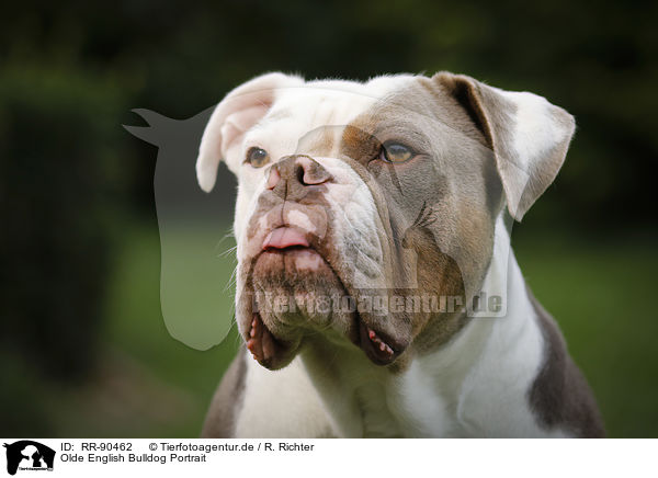 Olde English Bulldog Portrait / RR-90462