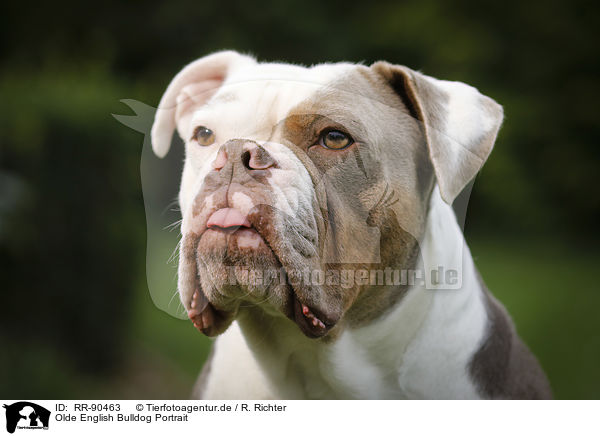 Olde English Bulldog Portrait / RR-90463