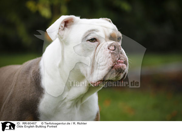 Olde English Bulldog Portrait / RR-90467