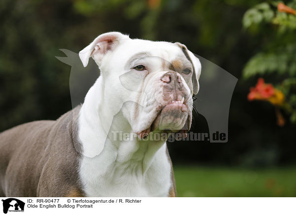 Olde English Bulldog Portrait / RR-90477