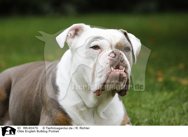 Olde English Bulldog Portrait / RR-90479