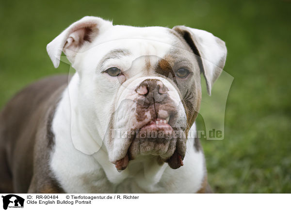 Olde English Bulldog Portrait / RR-90484