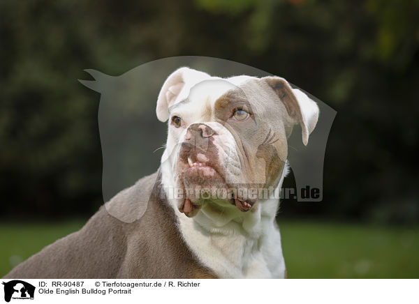 Olde English Bulldog Portrait / RR-90487