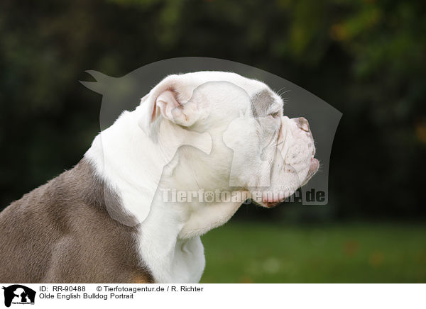 Olde English Bulldog Portrait / RR-90488