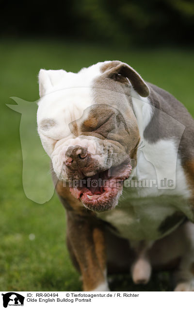 Olde English Bulldog Portrait / RR-90494