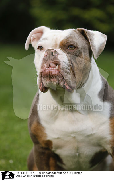 Olde English Bulldog Portrait / RR-90495