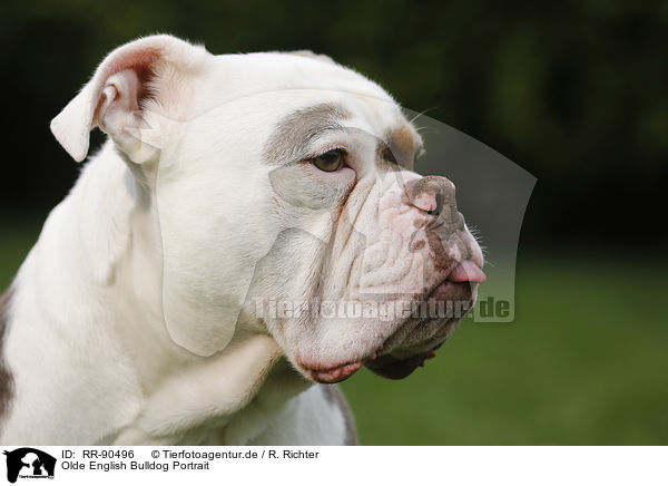Olde English Bulldog Portrait / RR-90496