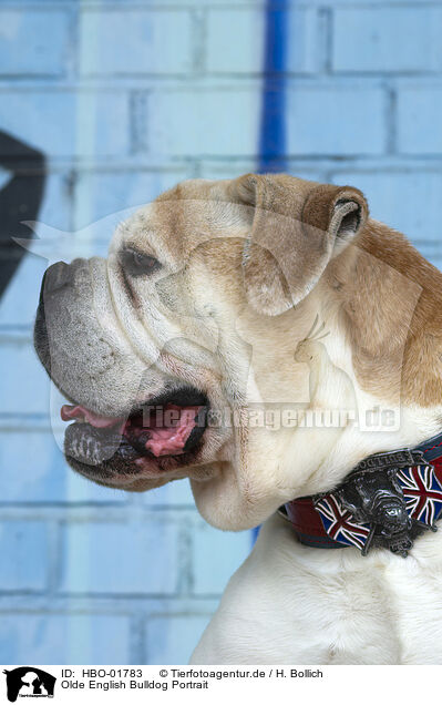 Olde English Bulldog Portrait / HBO-01783