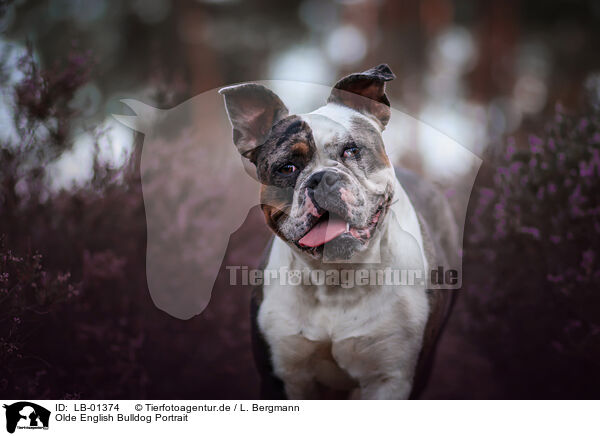Olde English Bulldog Portrait / LB-01374