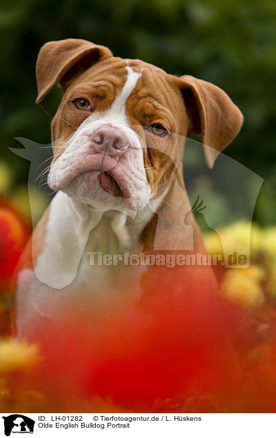 Olde English Bulldog Portrait / LH-01282
