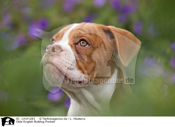 Olde English Bulldog Portrait / LH-01283