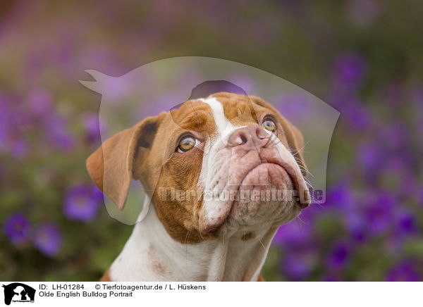 Olde English Bulldog Portrait / LH-01284