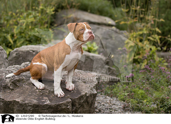 sitzende Olde English Bulldog / LH-01290