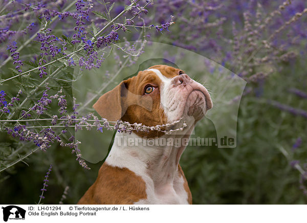 Olde English Bulldog Portrait / LH-01294