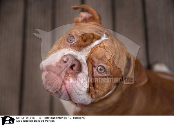 Olde English Bulldog Portrait / LH-01316