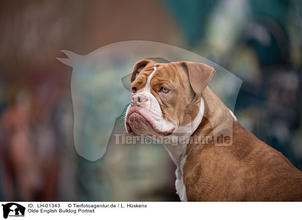 Olde English Bulldog Portrait / LH-01343