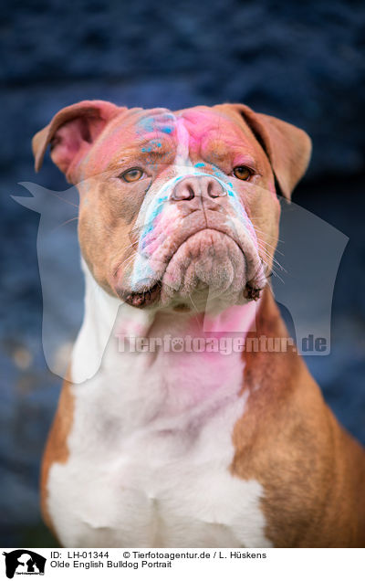 Olde English Bulldog Portrait / LH-01344