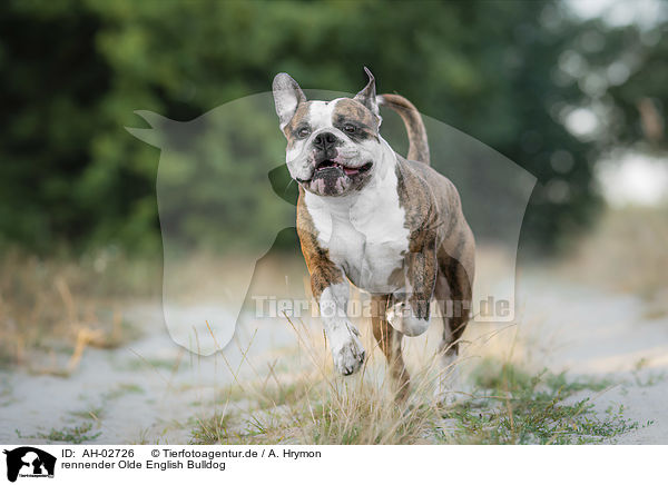 rennender Olde English Bulldog / running Olde English Bulldog / AH-02726