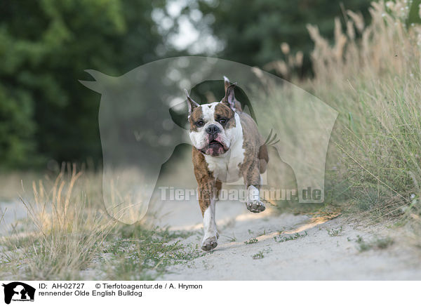 rennender Olde English Bulldog / running Olde English Bulldog / AH-02727