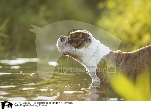 Olde English Bulldog Portrait / AH-02730
