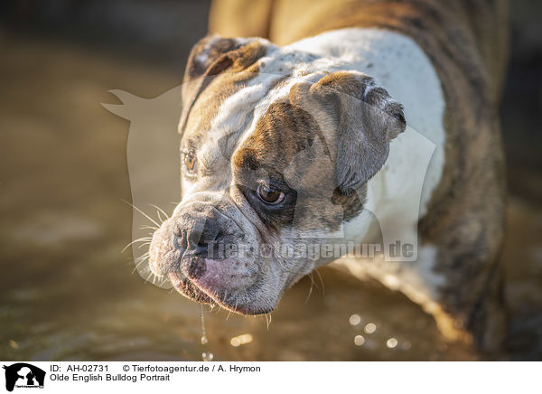 Olde English Bulldog Portrait / AH-02731