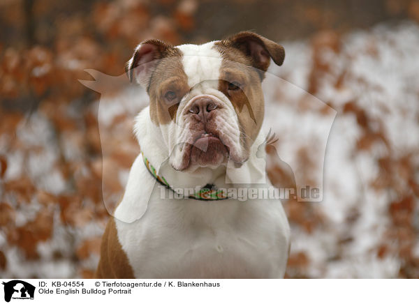 Olde English Bulldog Portrait / KB-04554