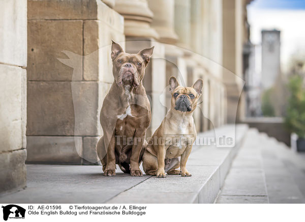 Olde English Bulldog und Franzsische Bulldogge / Olde English Bulldog and French Bulldog / AE-01596