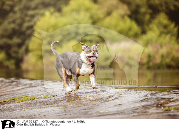 Olde English Bulldog im Wasser / Olde English Bulldog in the water / JAM-02127