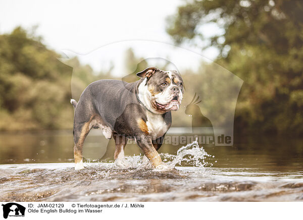 Olde English Bulldog im Wasser / Olde English Bulldog in the water / JAM-02129