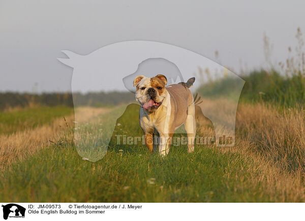 Olde English Bulldog im Sommer / JM-09573