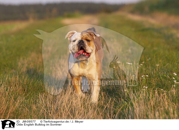 Olde English Bulldog im Sommer / JM-09577