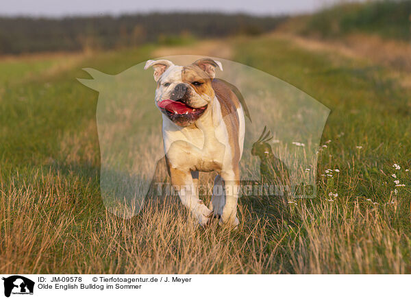 Olde English Bulldog im Sommer / JM-09578