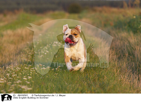 Olde English Bulldog im Sommer / JM-09581