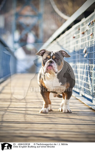 Olde English Bulldog auf einer Brcke / Olde English Bulldog on bridge / JAM-02838