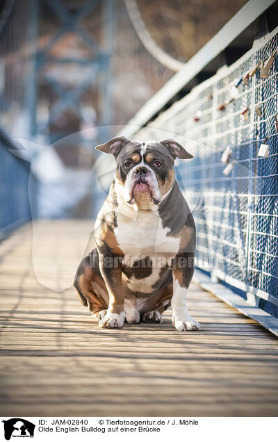 Olde English Bulldog auf einer Brcke / Olde English Bulldog on bridge / JAM-02840