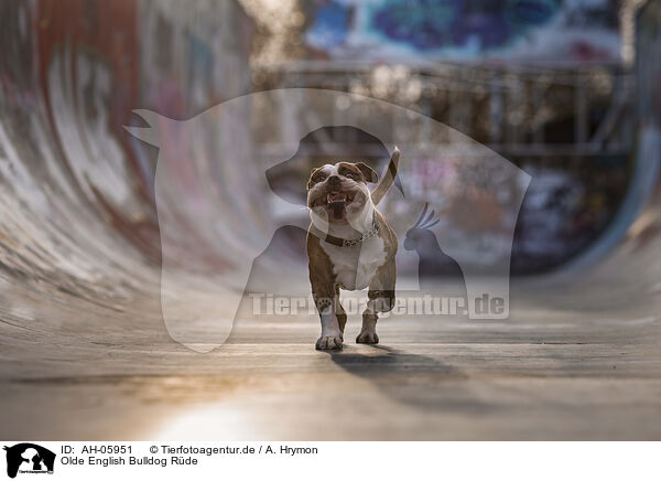 Olde English Bulldog Rde / male Olde English Bulldog / AH-05951