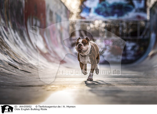 Olde English Bulldog Rde / male Olde English Bulldog / AH-05952